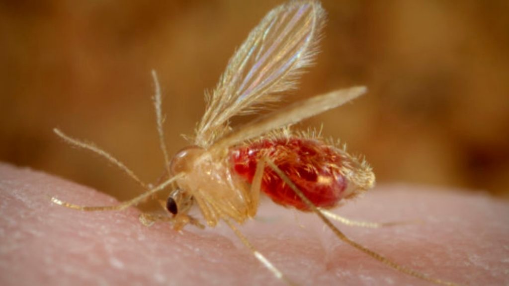 Scientists reach new milestone in vaccine development for leishmaniasis