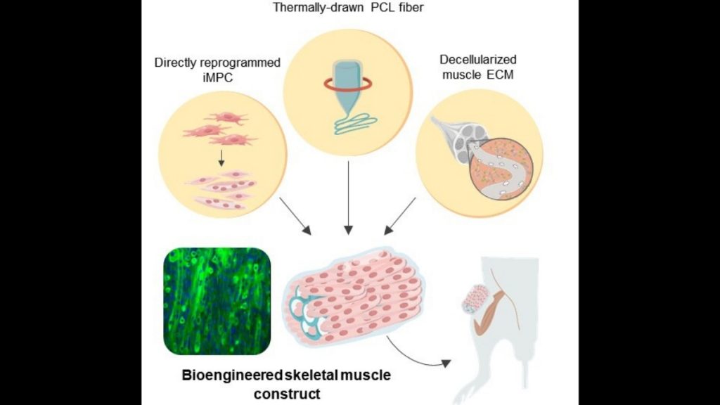 Bioengineered hybrid muscle fiber for regenerative medicine - Vigor Column